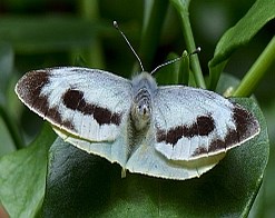 Canary Islands Large White (female) - Pieris cheiranthi cheiranthi © Teresa Farino